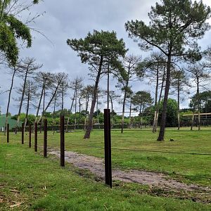 African bush elephant exhibit -Zoo du bassin d'Arcachon (2024)