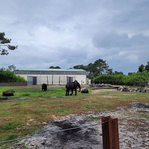 African bush elephant exhibit -Zoo du bassin d'Arcachon (2024)
