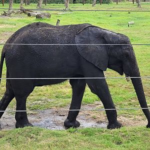 African bush elephant -Zoo du bassin d'Arcachon (2024)