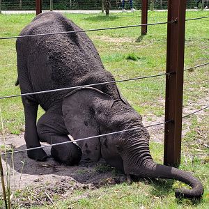 African bush elephant -Zoo du bassin d'Arcachon (2024)