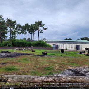 African bush elephant exhibit -Zoo du bassin d'Arcachon (2024)