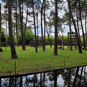 Chimpanzee exhibit -Zoo du bassin d'Arcachon (2024)