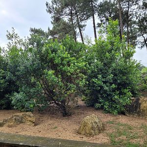 Meerkat exhibit -Zoo du bassin d'Arcachon (2024)