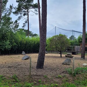 Red river hog exhibit -Zoo du bassin d'Arcachon (2024)