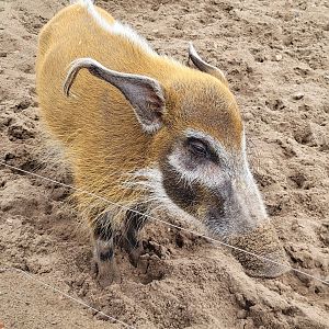 Red river hog -Zoo du bassin d'Arcachon (2024)