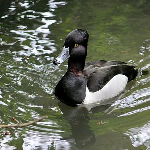 Ring-Necked Duck (Aythya collaris)