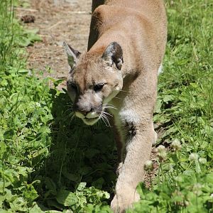Cougar (Puma concolor)