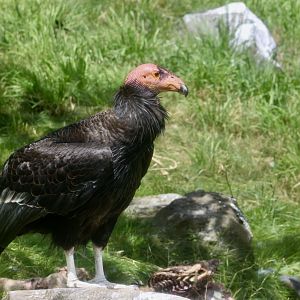 California Condor (Gymnogyps californianus)