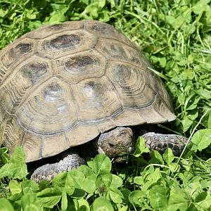 Desert Tortoise (Gopherus agassizii)