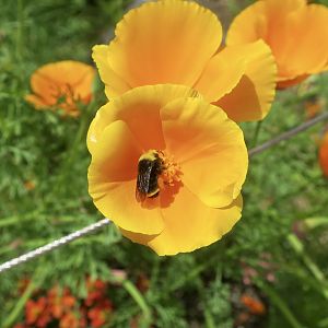 Yellow-Faced Bumblebee (Bombus vosnesenskii) wild