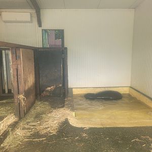 Western pygmy hippopotamus indoors exhibit -Zoo du bassin d'Arcachon (2024)