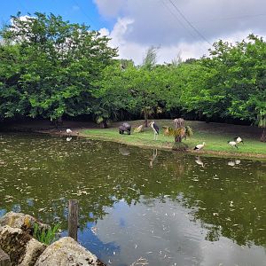 Western pygmy hippopotamus exhibit within african aviary -Zoo du bassin d'Arcachon (2024)