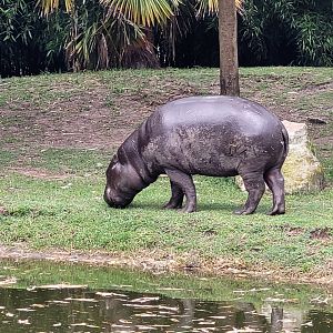 Western pygmy hippopotamus -Zoo du bassin d'Arcachon (2024)