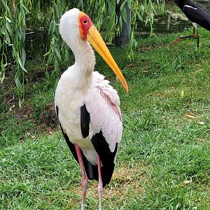 Yellow-billed stork -Zoo du bassin d'Arcachon (2024)