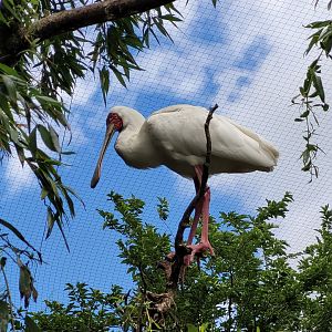 African spoonbill -Zoo du bassin d'Arcachon (2024)