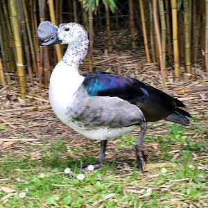 Comb duck -Zoo du bassin d'Arcachon (2024)