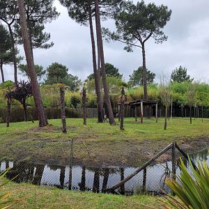 Okapi and Kirk's dik-dik exhibit -Zoo du bassin d'Arcachon (2024)