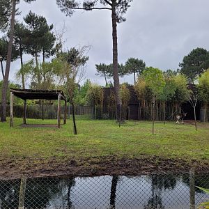 Okapi and Kirk's dik-dik exhibit -Zoo du bassin d'Arcachon (2024)