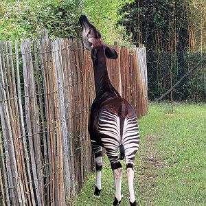 Okapi -Zoo du bassin d'Arcachon (2024)