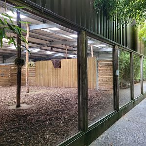 Okapi and Kirk's dik-dik indoors exhibit -Zoo du bassin d'Arcachon (2024)