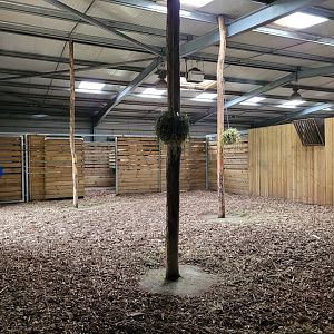 Okapi and Kirk's dik-dik indoors exhibit -Zoo du bassin d'Arcachon (2024)