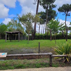 Okapi and Kirk's dik-dik exhibit -Zoo du bassin d'Arcachon (2024)
