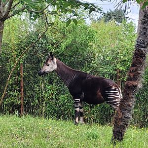 Okapi -Zoo du bassin d'Arcachon (2024)