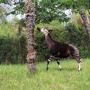 Okapi -Zoo du bassin d'Arcachon (2024)
