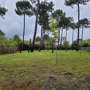 Okapi and Kirk's dik-dik exhibit -Zoo du bassin d'Arcachon (2024)