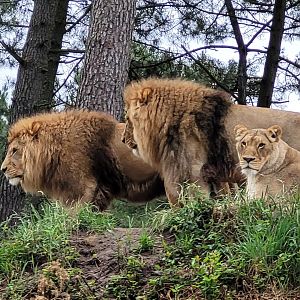 Lions -Zoo du bassin d'Arcachon (2024)
