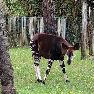 Okapi -Zoo du bassin d'Arcachon (2024)