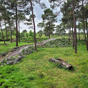 Lion exhibit -Zoo du bassin d'Arcachon (2024)
