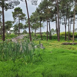 Lion exhibit -Zoo du bassin d'Arcachon (2024)