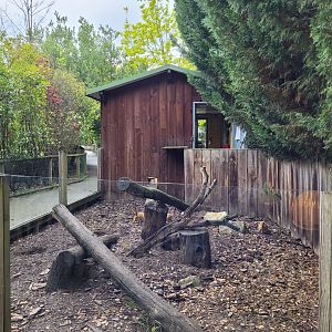 Meerkat exhibit -Zoo du bassin d'Arcachon (2024)