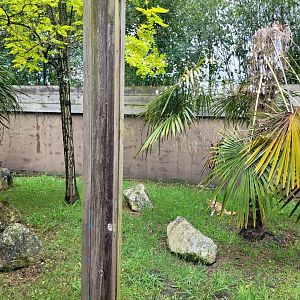 Fennec exhibit -Zoo du bassin d'Arcachon (2024)
