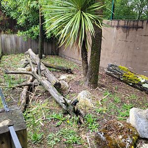Dwarf mongoose exhibit -Zoo du bassin d'Arcachon (2024)