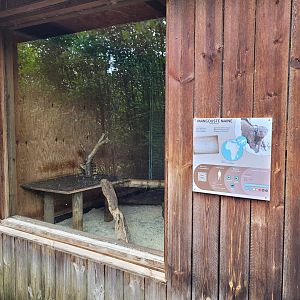 Dwarf mongoose indoors exhibit -Zoo du bassin d'Arcachon (2024)