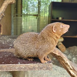 Dwarf mongoose -Zoo du bassin d'Arcachon (2024)