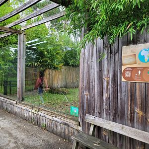 South African bat-eared fox exhibit -Zoo du bassin d'Arcachon (2024)