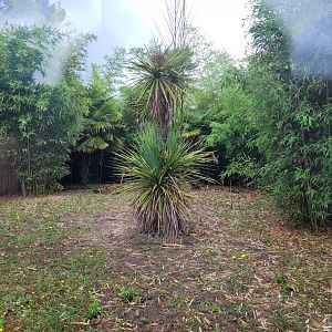 South African bat-eared fox exhibit -Zoo du bassin d'Arcachon (2024)