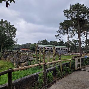 Eastern black rhinoceros exhibit -Zoo du bassin d'Arcachon (2024)