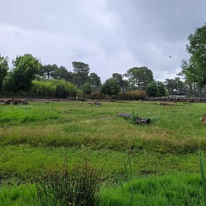 Eastern black rhinoceros exhibit -Zoo du bassin d'Arcachon (2024)