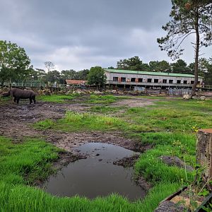 Eastern black rhinoceros exhibit -Zoo du bassin d'Arcachon (2024)