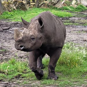 Eastern black rhinoceros -Zoo du bassin d'Arcachon (2024)