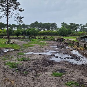 Eastern black rhinoceros exhibit -Zoo du bassin d'Arcachon (2024)