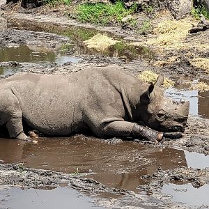 Eastern black rhinoceros -Zoo du bassin d'Arcachon (2024)