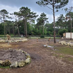 Rothschild's giraffe, Grevy's zebra and Scimitar-horned oryx exhibit -Zoo du bassin d'Arcachon (2024)