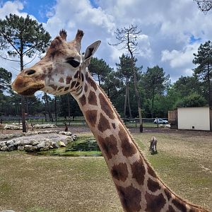 Rothschild's giraffe -Zoo du bassin d'Arcachon (2024)
