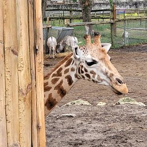 Rothschild's giraffe -Zoo du bassin d'Arcachon (2024)