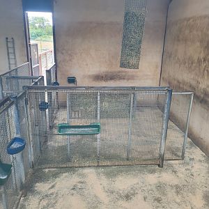 Rothschild's giraffe indoors exhibit -Zoo du bassin d'Arcachon (2024)